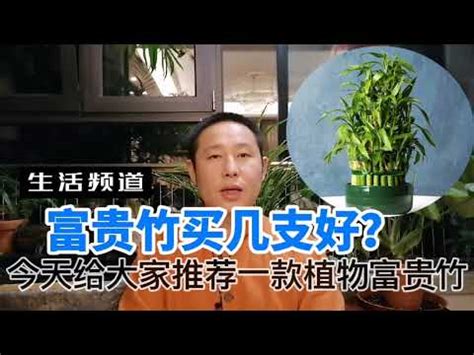 文昌位富貴竹|開運富貴竹風水指南：如何選擇數量？避免這6個禁忌，提升家庭。